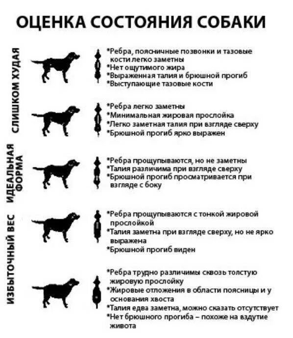 Поведение собак характеристика. Таблица ожирения собак. Нормальное Телосложение собаки. Степени ожирения у собак таблица. Ожирение 1 степени у собаки таблица.