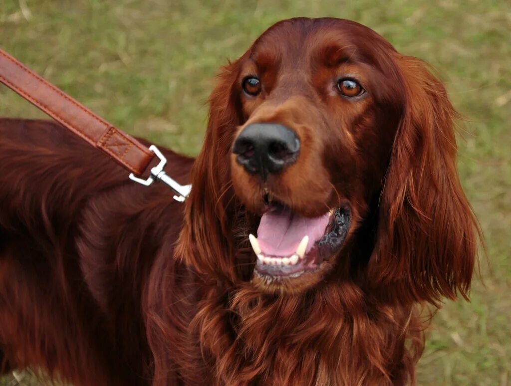 Ирландский сеттер. Ирландский красный сеттер. Ирландский сеттер (Irish Setter). Ирландский сеттер золотистый. Красная собака купить