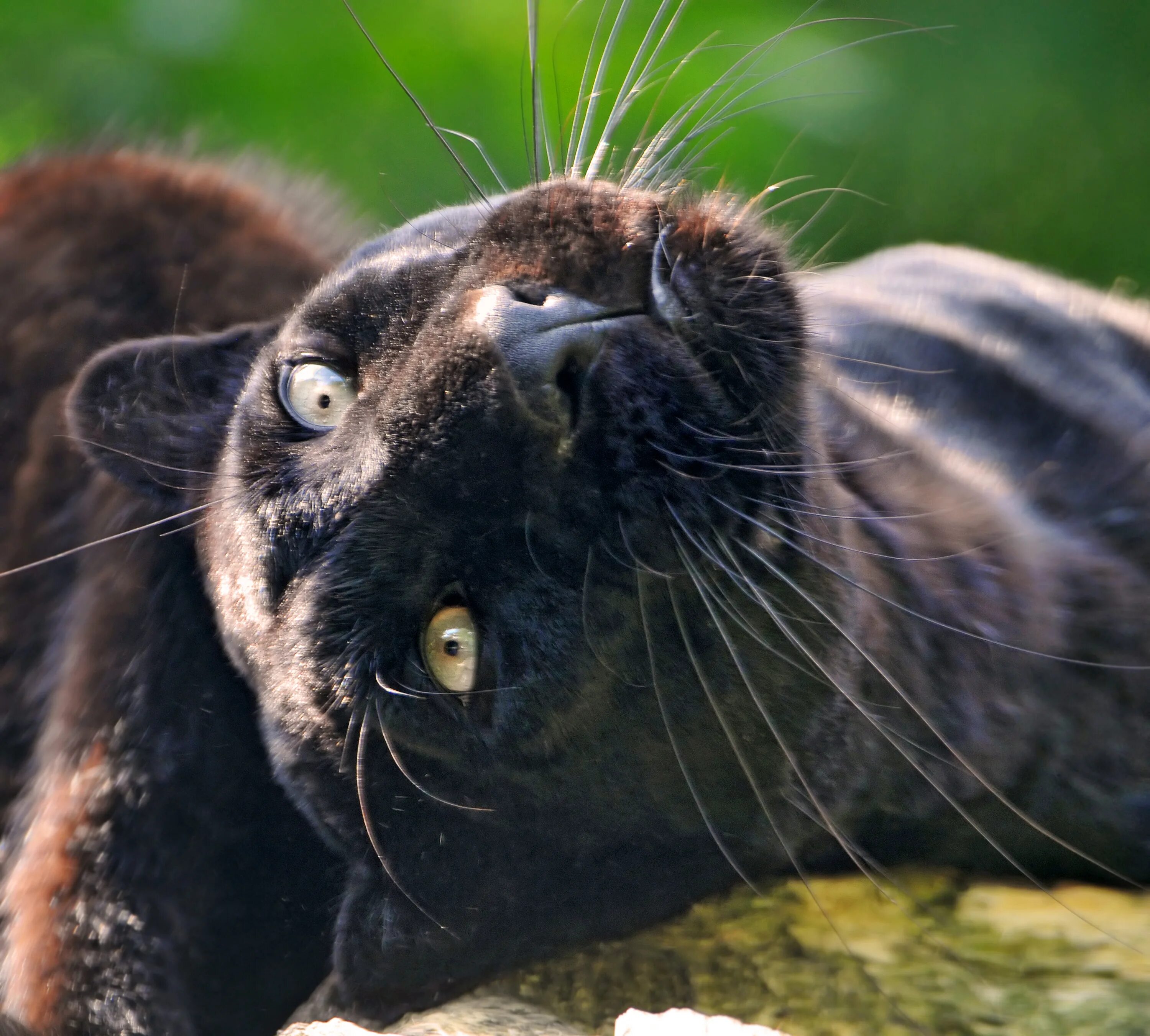 Черная пантера кошка. Шотландская пантера. Пума черная. Московский зоопарк Пума черная. Отелло дикая кошка