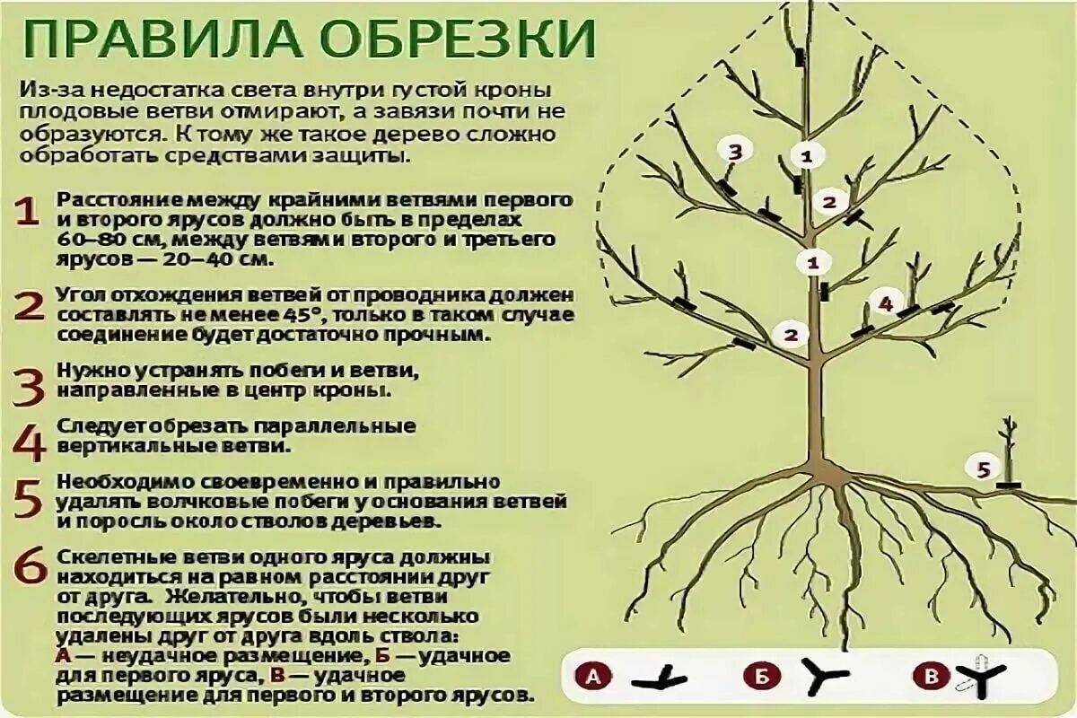 Чем обработать груши яблони. Схема подрезки плодовых деревьев. Подрезка яблонь весной схема. Обрезка плодовых деревьев весной яблони. Схема обрезки плодовых деревьев весной.