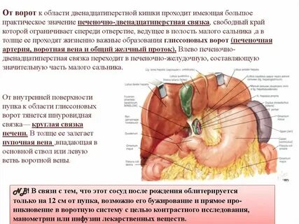 Круглая связка печени