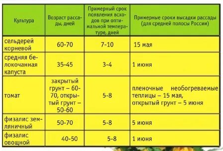 Огурцы семенами в открытый грунт мае 2024