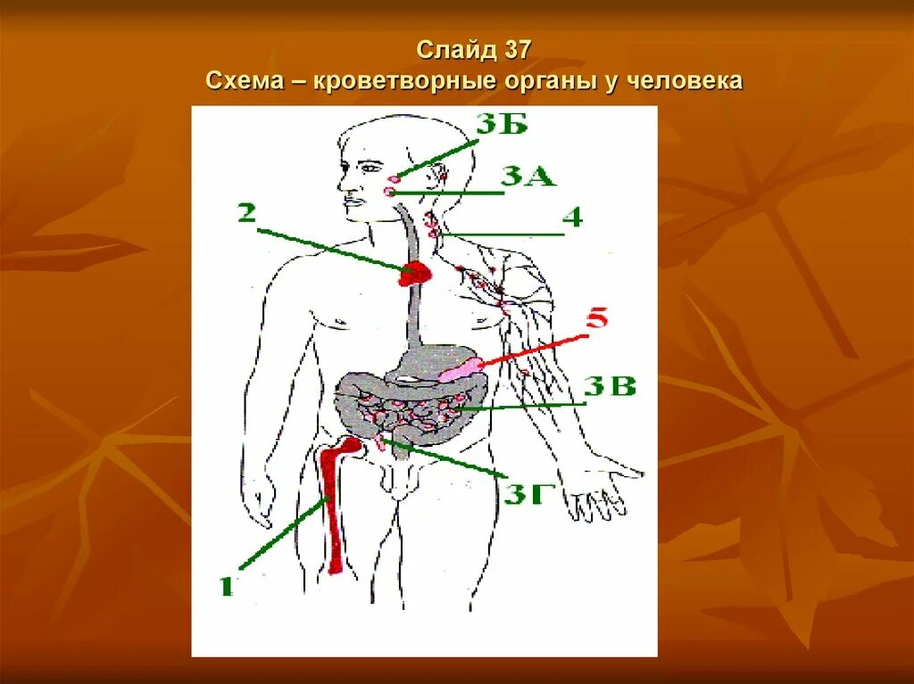 Кроветворение анатомия. Органы кроветворения схема. Кроветворные органы человека. Кроветворные органы схема.