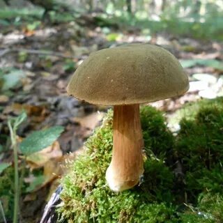 Боровики моховики