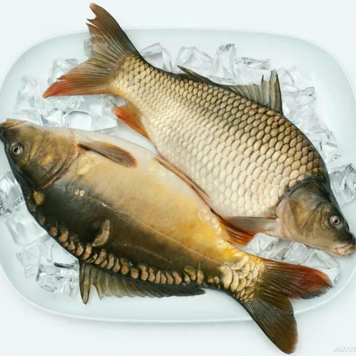 Свежая живая рыба купить. Карп чешуйчатый и зеркальный. Рыба Карп зеркальный. Рыба Карп сазан. Карп живой.