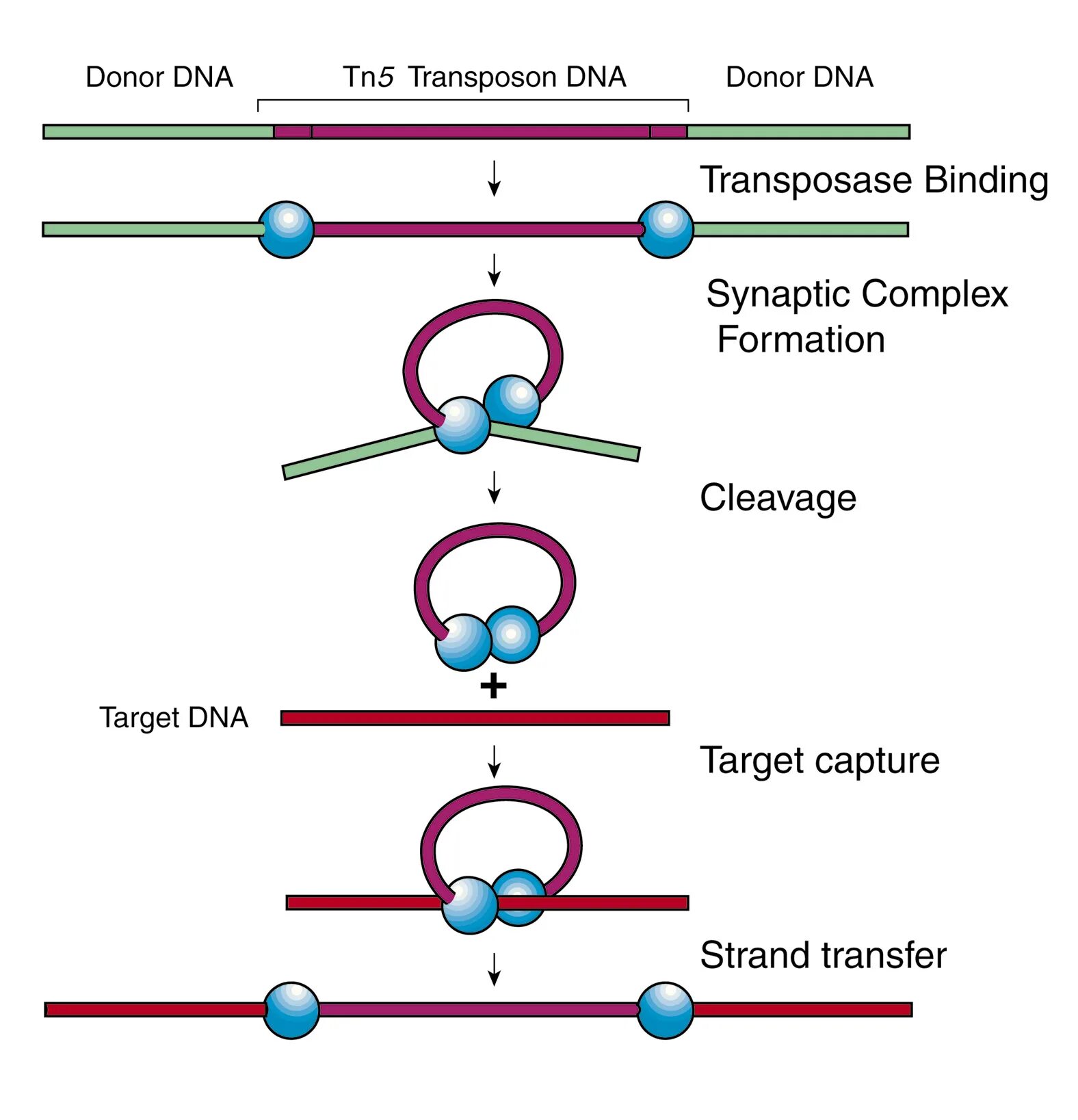 Донор днк. Транспозон tn5. Мобильные элементы генома прокариот. Is элементы и транспозоны. Мобильные генетические элементы.