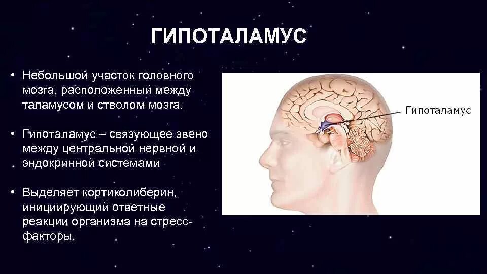 Головной мозг гипоталамус гипофиз. Строение головного мозга гипоталамус. Гипоталамус представляет собой. Расположение гипоталамуса в головном мозге.