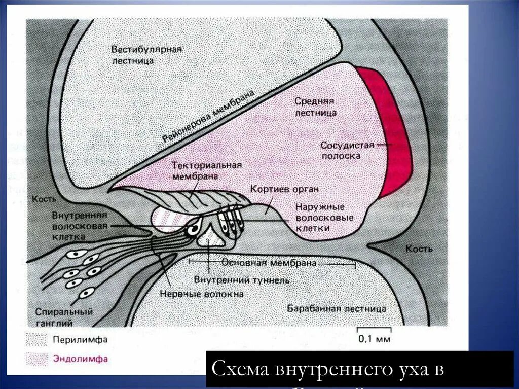 Строение улитки внутреннего уха в разрезе. Строение улитки внутреннего уха. Перилимфа внутреннего уха. Спиральный ганглий внутреннего уха. Мембраны внутреннего уха