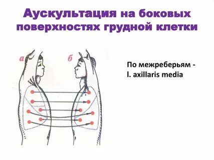 Поверхности грудной клетки