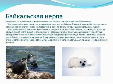 Среда обитания нерпы