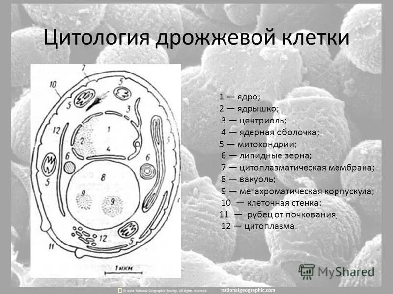 Тело пекарских дрожжей состоит из. Строение клетки дрожжей. Строение дрожжевой клетки. Строение клетки гриба дрожжи. Схема строения дрожжевой клетки.
