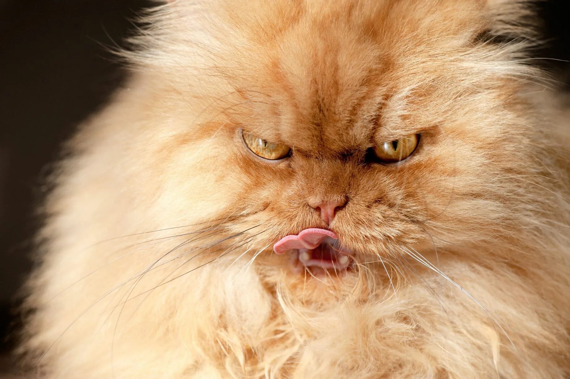 Злобный кот. Злой кот. Недовольный персидский кот. Персидский кот злой. Рассерженный кот.