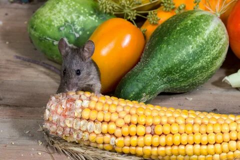 Vegetable питомцы