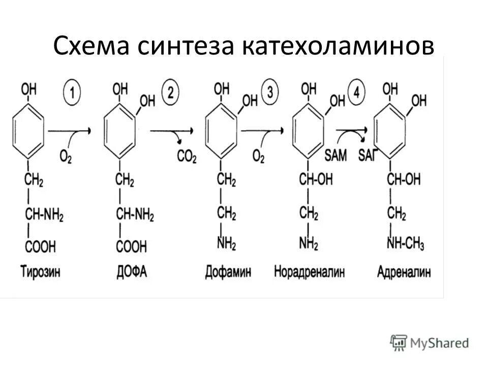 Синтез тирозина. Схема синтеза катехоламинов. Синтез катехоламинов из тирозина схема. Схема синтеза катехоламинов в надпочечниках. Синтез адреналина биохимия схема.