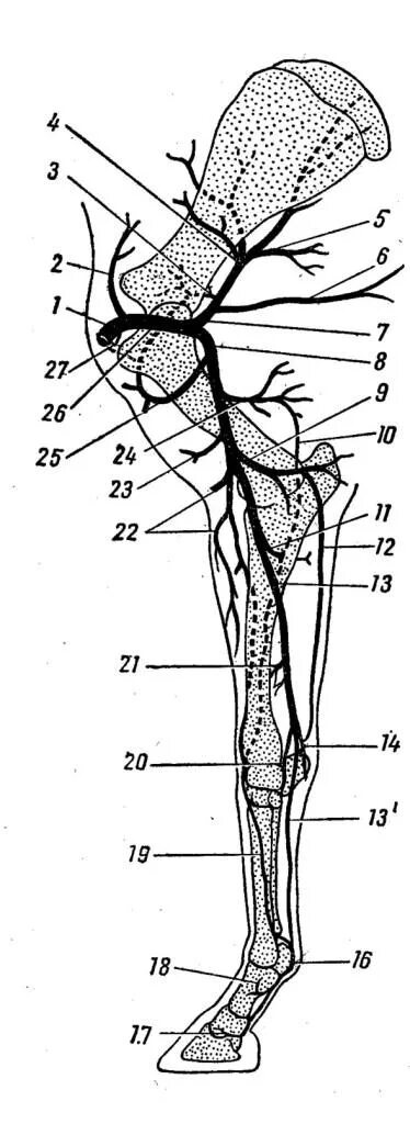 Артерии и вены животных. Схема ветвления артерий грудной конечности. Артерии грудной конечности анатомия животных. Артерии грудной конечности КРС. Схема артерий грудной конечности лошади.