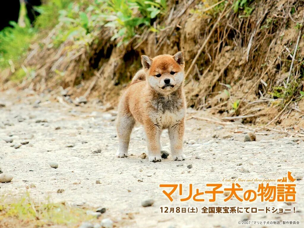 история мари и трех щенков фильм. история мари и трех щенков 2007. история мари и трех щенков 2007. история мари и 3х щенков. история мари и трех щенков.