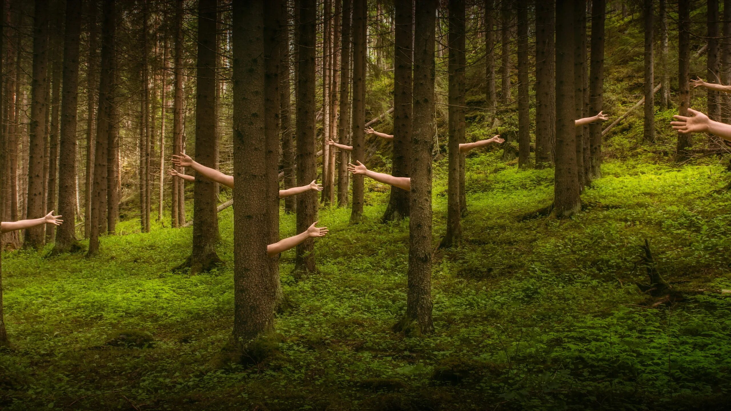Что там делать в лесу. Лес рук. фотосессия в лесу. природа страха. веселый лес.