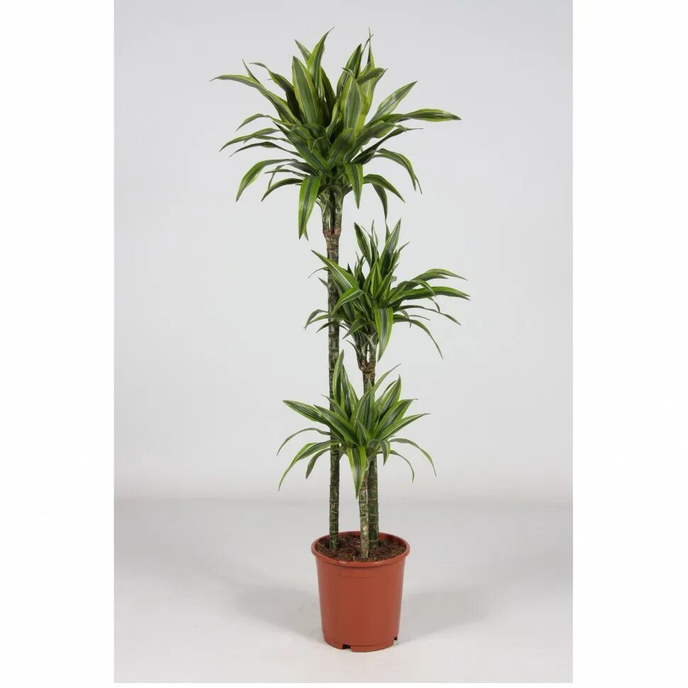 Драцена пальмовая. Пальма драцена окаймленная. Пальма драцена. Драцена маргарита. Драцена маргината санрей.
