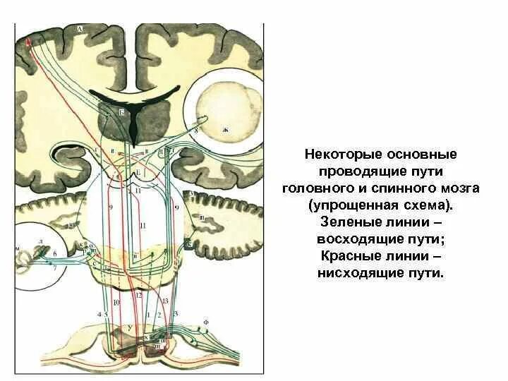 Нисходящие пути спинного. Восходящие и нисходящие пути спинного мозга. Проводящие пути спинного мозга восходящие и нисходящие. Схема нисходящих путей спинного мозга.. Нисходящие двигательные пути спинного мозга.