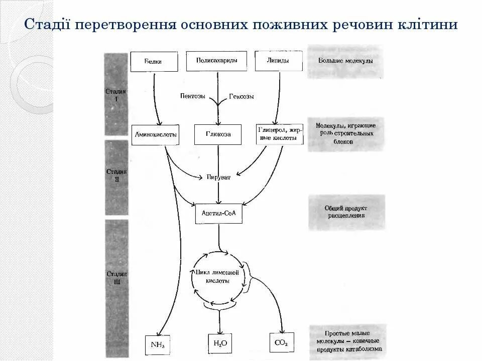 Пример процесса ассимиляции в организме человека. Схема метаболизма основных пищевых веществ. Схема этапы катаболизма пищевых веществ. Схема катаболизма основных питательных веществ. Схема катаболизма пищевых веществ биохимия.