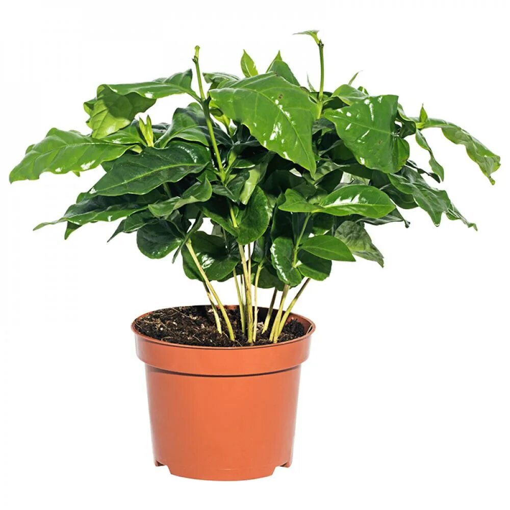 кофейное дерево арабика. кофе аравийский арабика комнатное растение. арабика комнатное. кофейное дерево арабика. арабика комнатное.