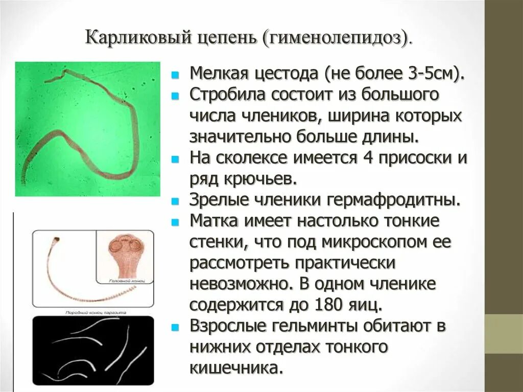 Карликовый цепень (Hymenolepis Nana). Ленточные черви карликовый цепень. Стробила карликового цепня. Hymenolepis Nana – карликовый цепень-гименолепидоз.