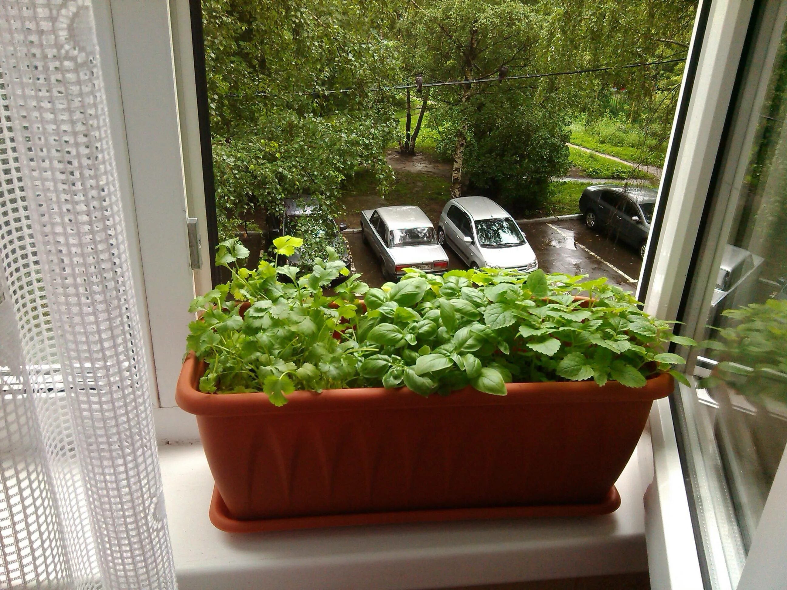 Можно ли сажать кинзу. Мята на окне. Мята микрозелень семена. Горшки для зелени на подоконнике. Вырастить зелень на подоконнике.