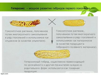 Явление гибридной силы