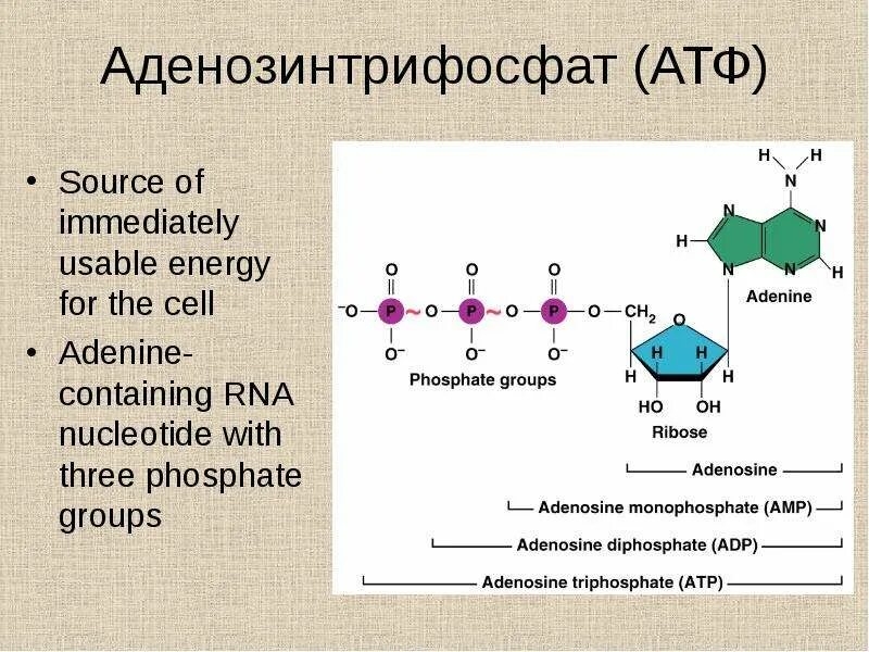 Атф показания