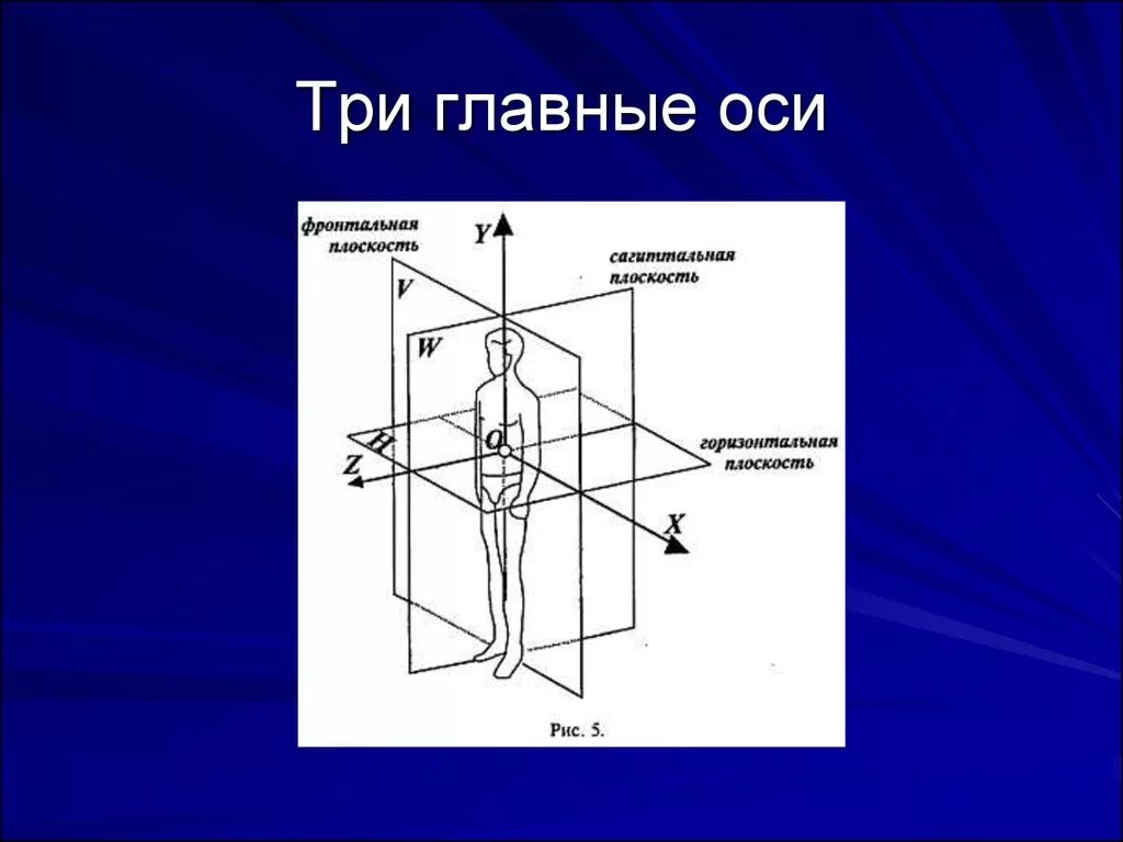 Три главные. Горизонтальная ось. Оси и плоскости. Ось горизонтальная ось. Осевая плоскость.