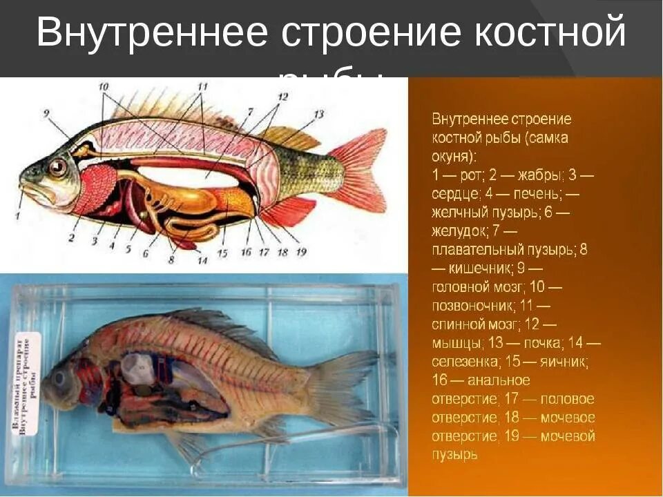 Рыба какой организм. Внутреннее строение костной рыбы самка окуня. Внутреннее строение костной рыбы 7 класс. Внутреннее строение окуня биология 7. Внутреннее строение костной рыбы 7 класс биология.