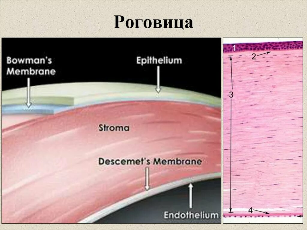 Строение роговицы гистология. Послойное строение роговицы. Структура роговицы глаза. Строение роговицы глаза. Роговица характеристика