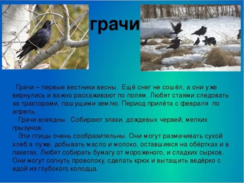 Рассказ о птицах весной. Птицы весной для детей. Грачи вестники весны. Птицы весной презентация. 2 предложения о грачах