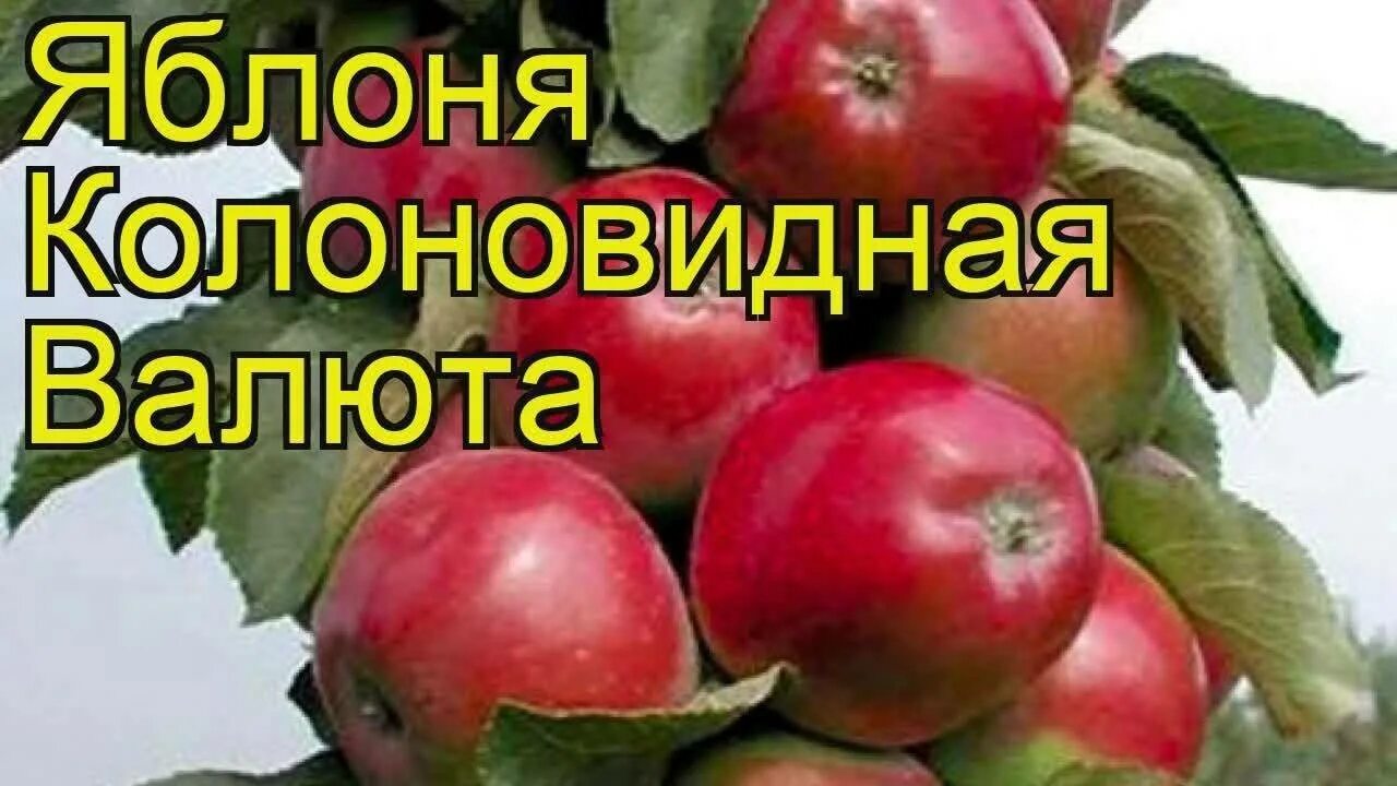 Яблоня сорт валюта отзывы. Сорт яблони васюган. яблоня колоновидная васюган. блоня колоновидная «валюта»!. яблоня сорт медок.
