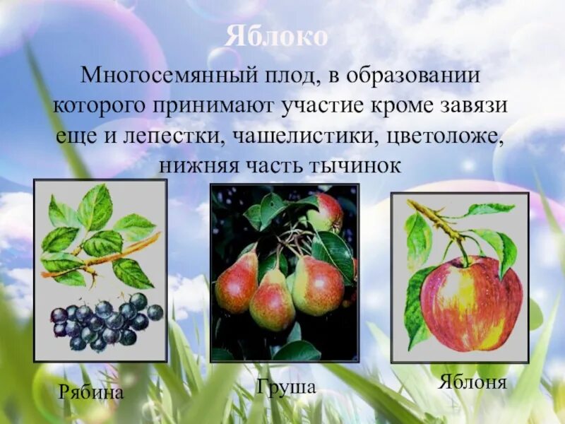 Почему плоды образуются. Многосемянные плоды груша. Яблоня образуются плоды. Ложные плоды. Яблоко многосемянное.