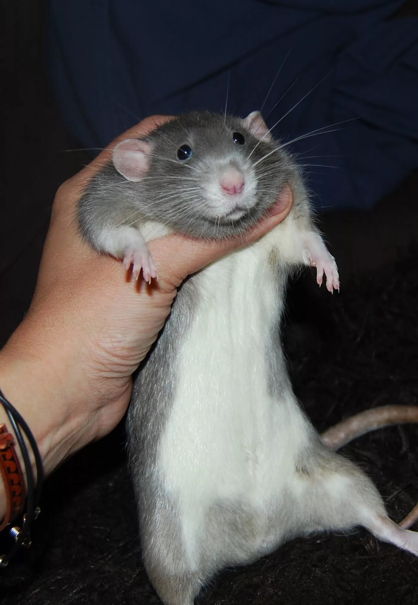 Как выглядит настоящая крыса Photographer Spends Years Taking Adorable Photos of Rats to Break the Stigma of