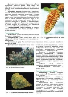 Болезни древесных растений