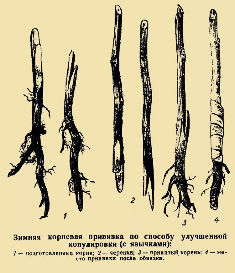 Плодовый корень. Прививка подвой привой. Прививка яблони на подвой. Привой подвой черенок. Способы прививки яблони окулировка.