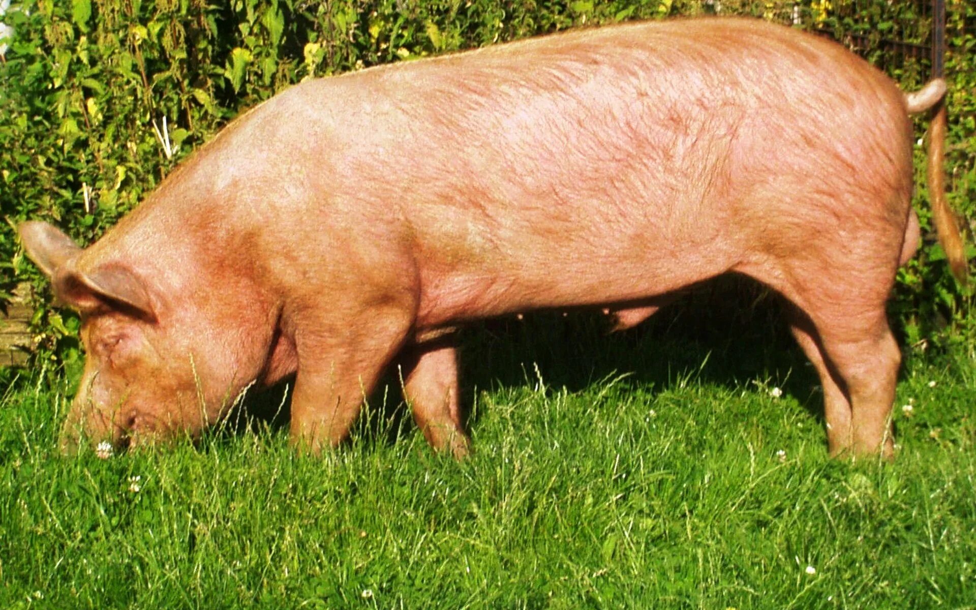Какая порода поросят. Порода свиней Темпо. Юкширская порода свиней. Беркширская порода свиней. Поросята породы Темворс.