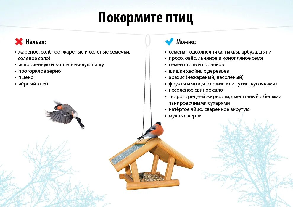 Что нужно птицам зимой