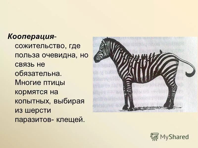 примеры кооперации в биологии. кооперация примеры. взаимоотношения организмов кооперация. симбиоз кооперация мутуализм комменсализм. биотические факторы кооперация.