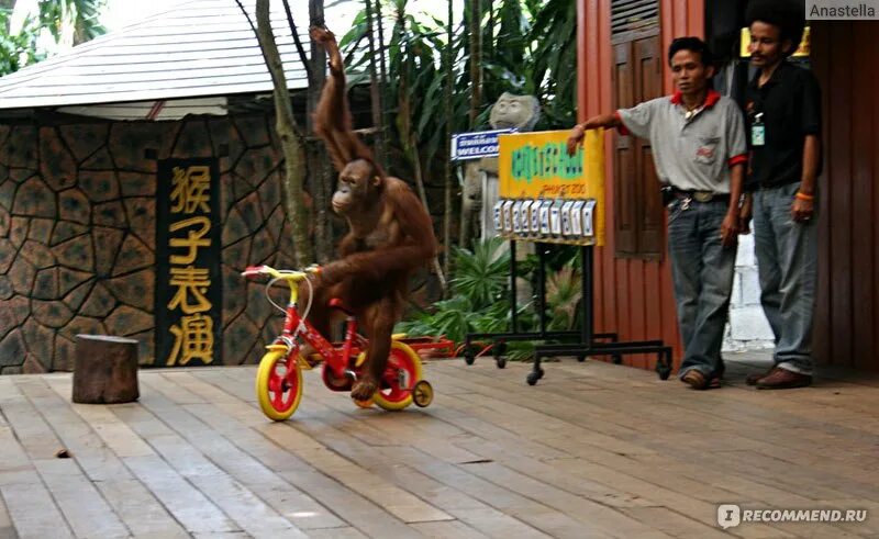 Шоу обезьян. Пхукет обезьянки. Зоопарк Пхукет. Пхукет Таиланд шоу обезьян.