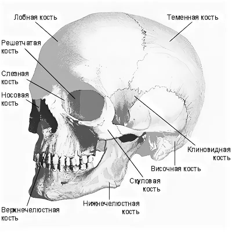 Скуловая и теменные кости. Скуловая кость черепа анатомия. Строение скуловой кости черепа человека. Скуловая кость анатомия строение.