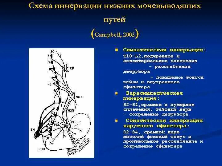 Парасимпатическая иннервация мочевого пузыря. Иннервация выделительной системы. Иннервация мочеточника схема. Мочеточник кровоснабжение и иннервация. Нервы мочеиспускание