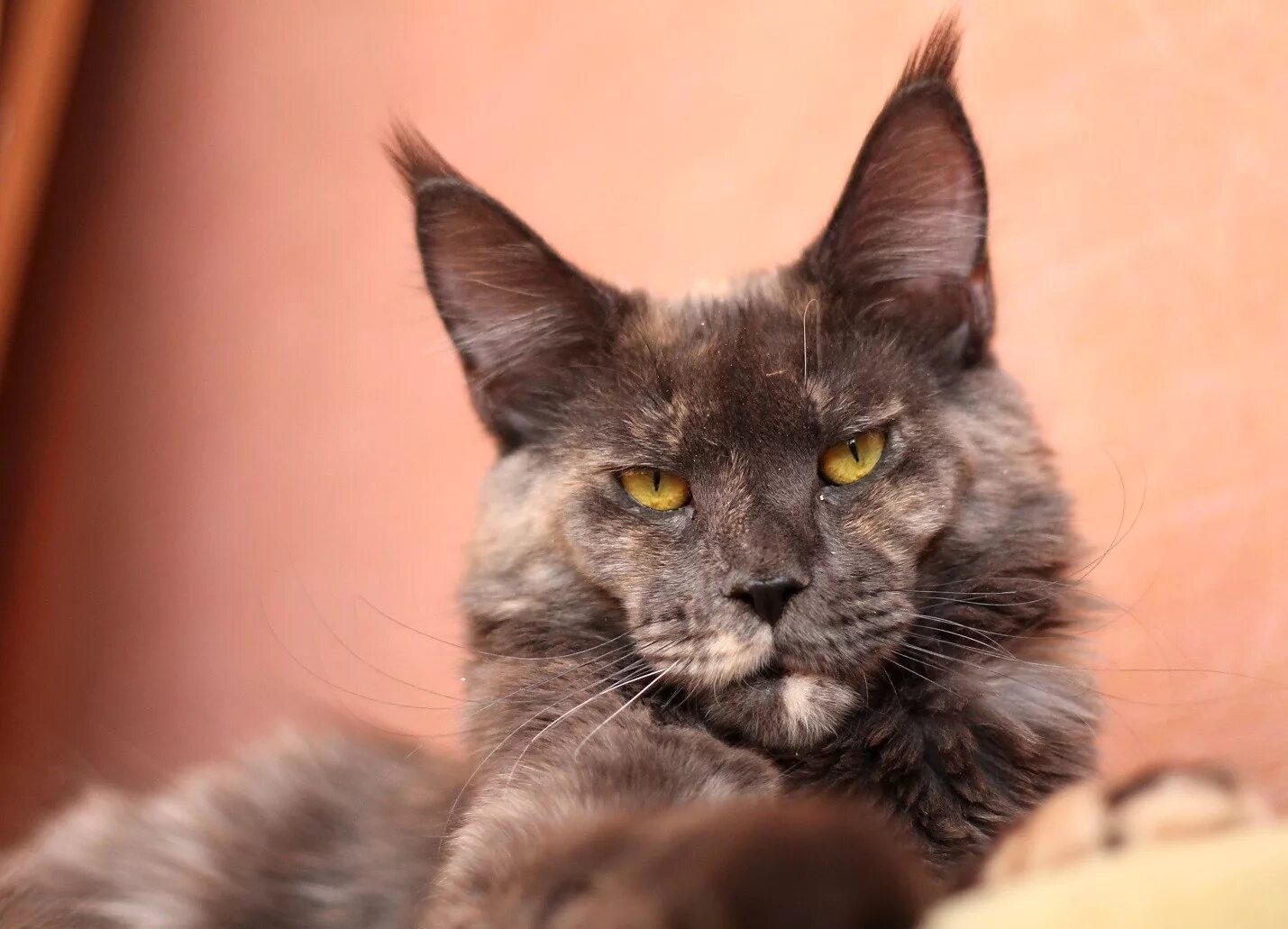 Мейн кун минск. Мейн кун минск. Мейн-кун. Мейн кун табби. Мейн кун браун табби.