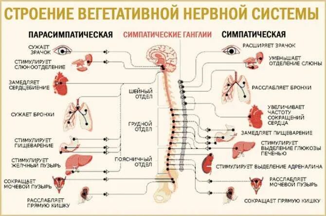 Сколько времени восстанавливается нерв. Вегетативная нервная система и стресс. стресс и автономная нервная система. как восстановить вегетативную нервную систему. как восстановить внс.