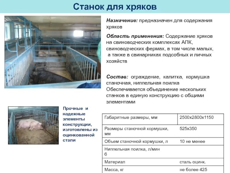 Содержания хряков. Содержание хряков станки. содержание хряков производителей. индивидуальный станок для содержания хряков. площадь индивидуальных станках для содержания хряков.