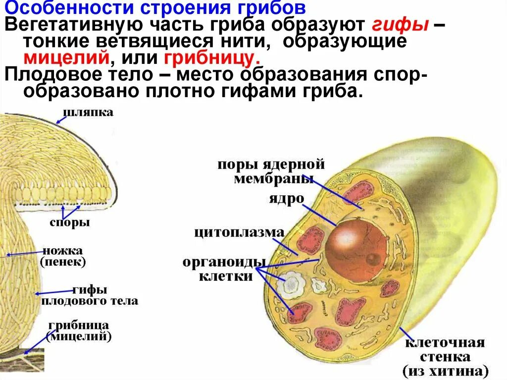 Строение клетки шляпочного гриба. Особенности строения грибов. Строение грибной клетки гифа. Особенности строения клетки гриба. Питание клетки гриба