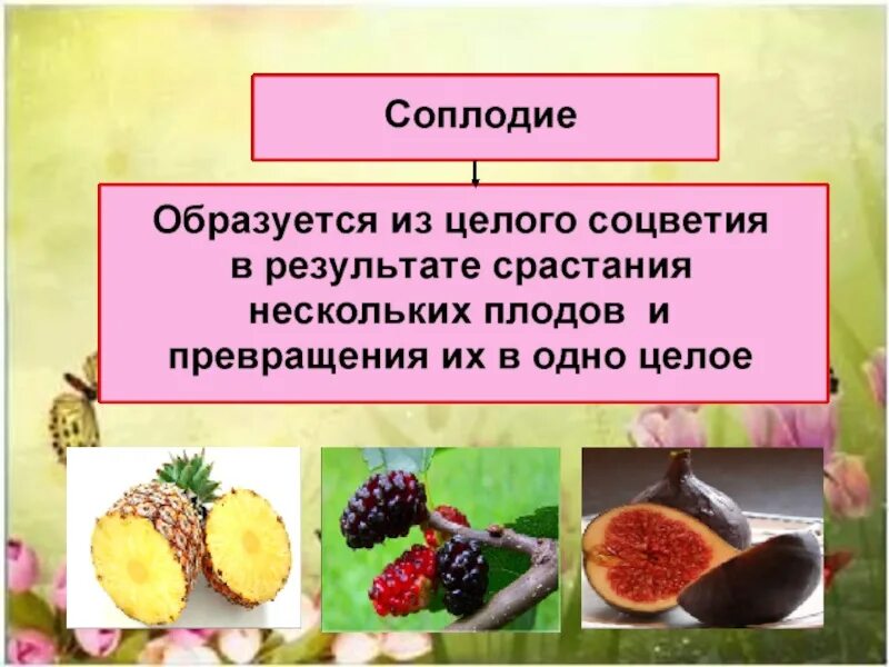 Плоды и семена. Презентация на тему плоды и семена. Презентация по биологии плоды. Плоды и семена 6 класс биология.