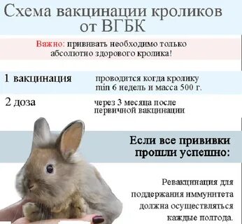 Когда можно покрыть крольчиху
